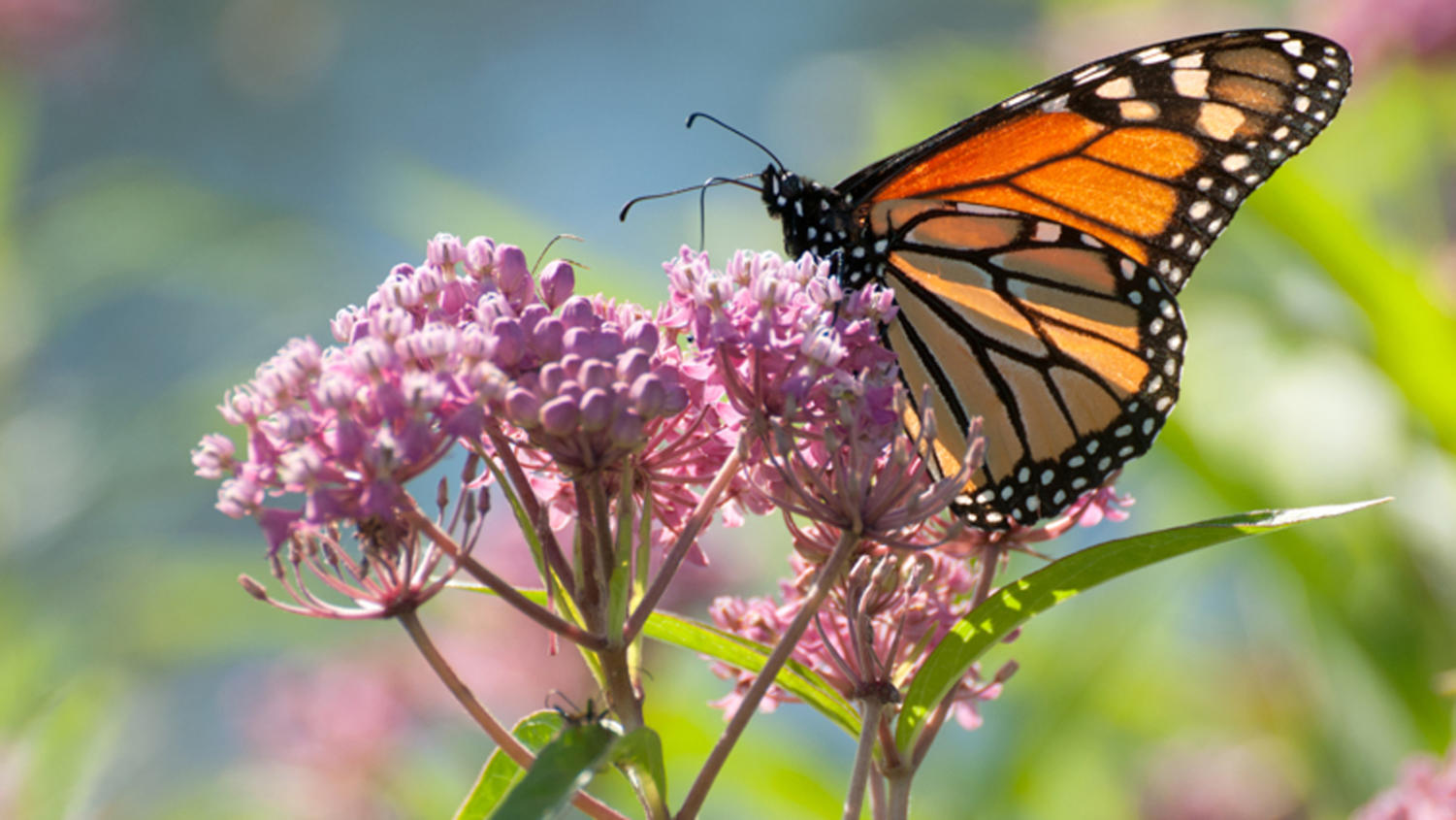 Why butterflies? – CCHS Oracle